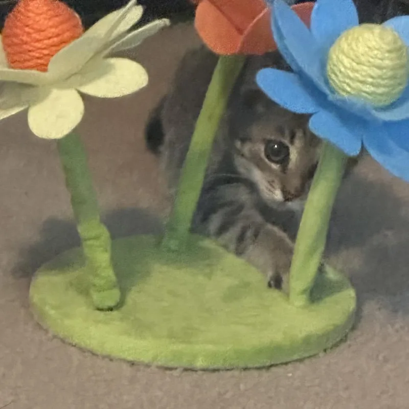 A baby small-sized female Domestic Short Hair cat named Moxie for adoption in Columbia, MO