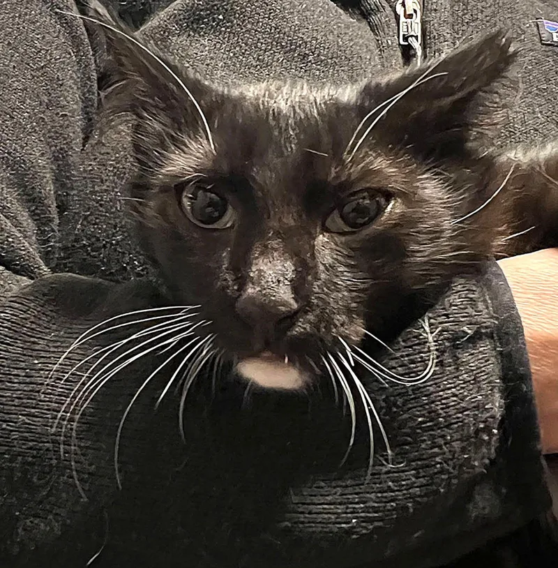 A baby medium-sized male Tuxedo cat named Jake for adoption in San Jose, CA