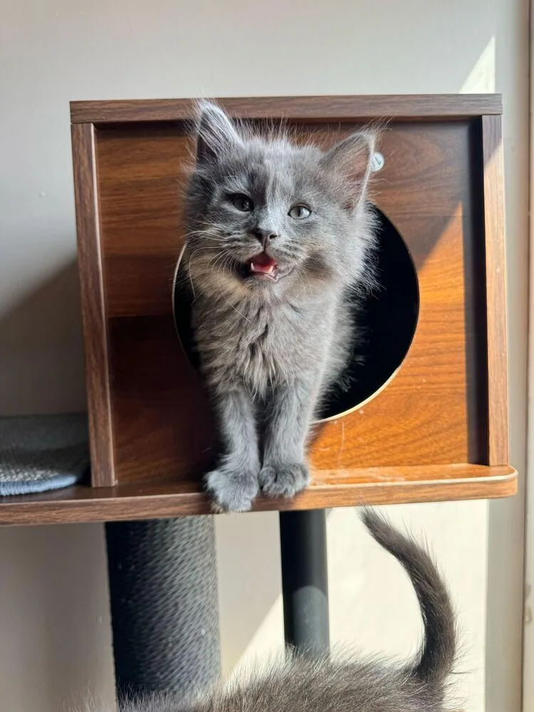 A baby small-sized male Gray / Blue / Silver Domestic Short Hair cat named Spork for adoption in Ferndale, MI