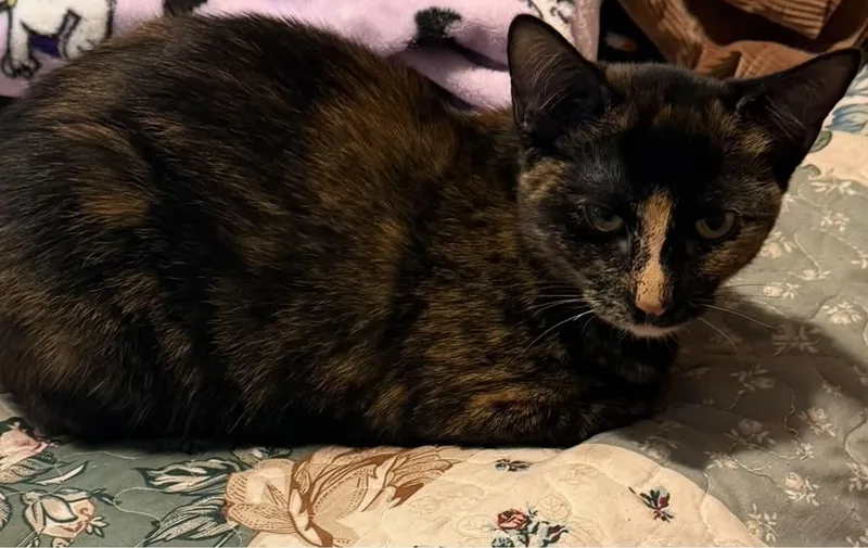 A baby medium-sized female Tortoiseshell Domestic Short Hair cat named Candy for adoption in Mayfield, NY