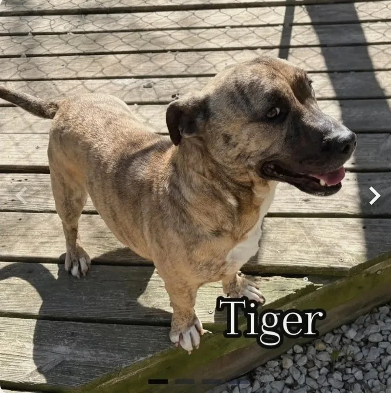 Tiger