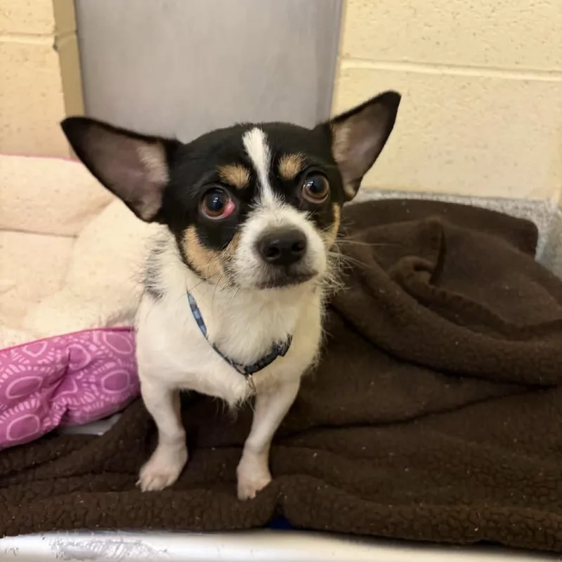 An adult small-sized male Chihuahua dog named Marco for adoption in Phoenix, MD