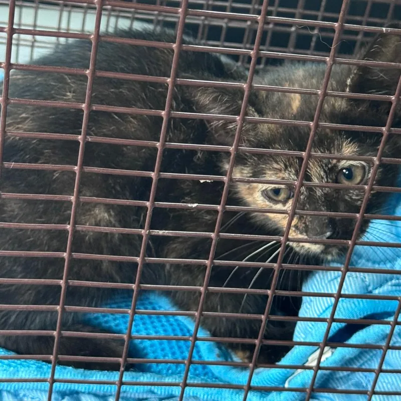 A baby small-sized female Tortoiseshell Domestic Short Hair cat named Brooklyn for adoption in Lufkin, TX