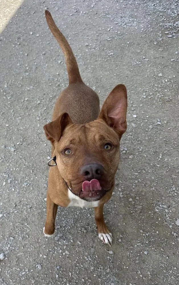 An adult medium-sized female Pit Bull Terrier dog named Zeytina for adoption in Evansville, IN