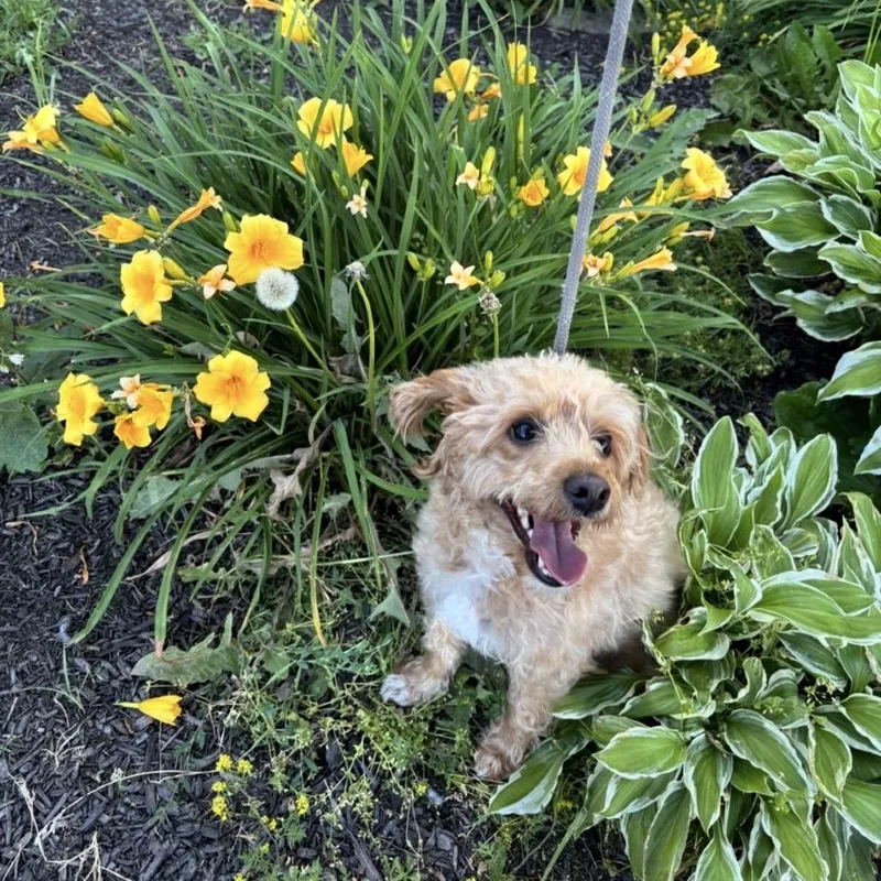 An adult small-sized male Apricot / Beige Bichon Frise dog named Toby for adoption in Quakertown, PA