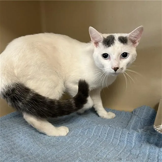 A young medium-sized male Domestic Short Hair cat named Sabur for adoption in Lincolnton, NC
