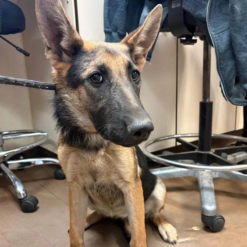 A young medium-sized female Belgian Shepherd / Malinois dog named Flopper for adoption in Flagstaff, AZ