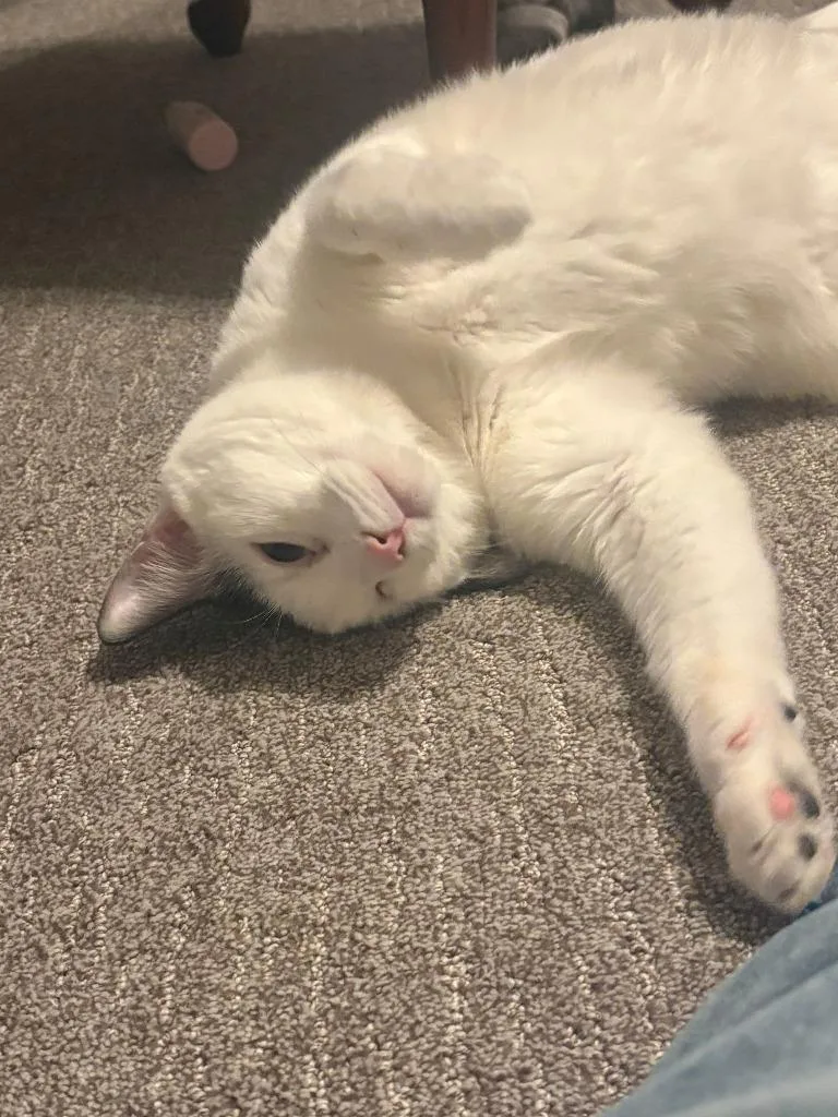 An adult medium-sized male Domestic Short Hair cat named Winkie for adoption in Minneapolis, MN