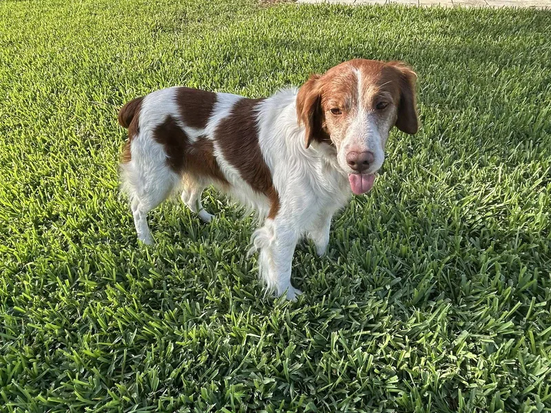 A senior medium-sized male Brittany Spaniel dog named Flflash & Cooper for adoption in Baldwinsville, NY