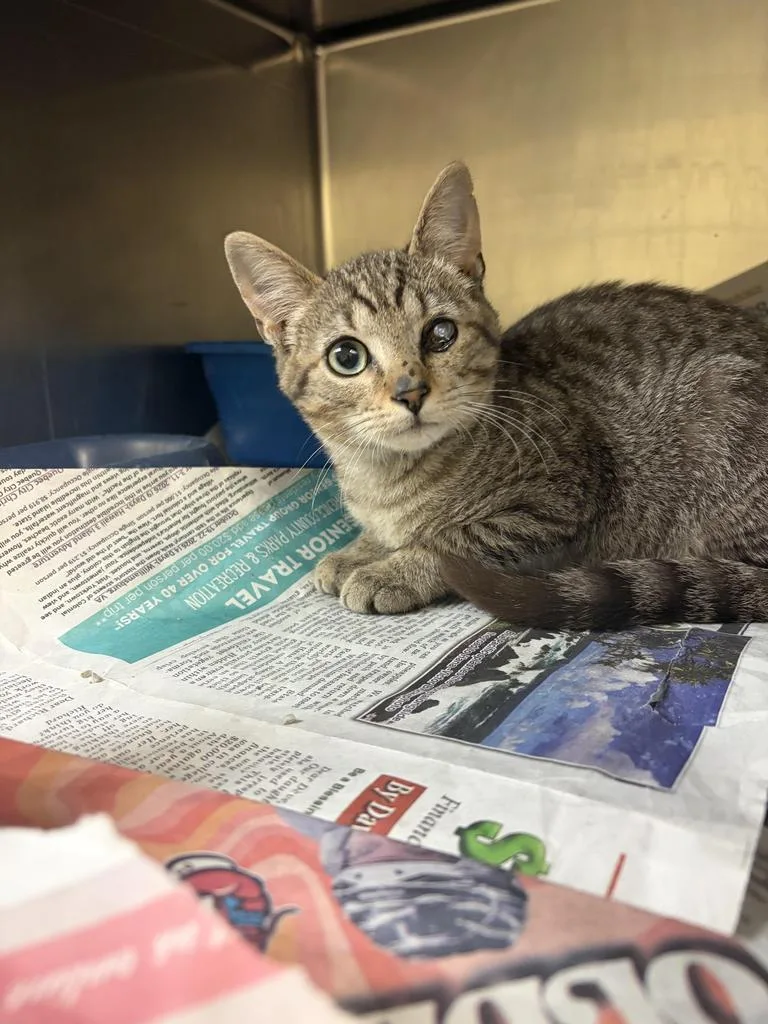 A baby medium-sized male Domestic Short Hair cat named Plankton for adoption in Florence, SC