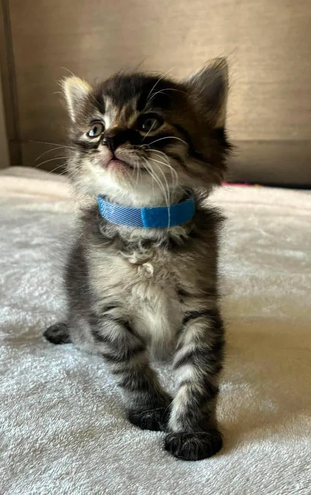 A baby small-sized male Gray / Blue / Silver Tabby cat named Dodger for adoption in TULSA, OK