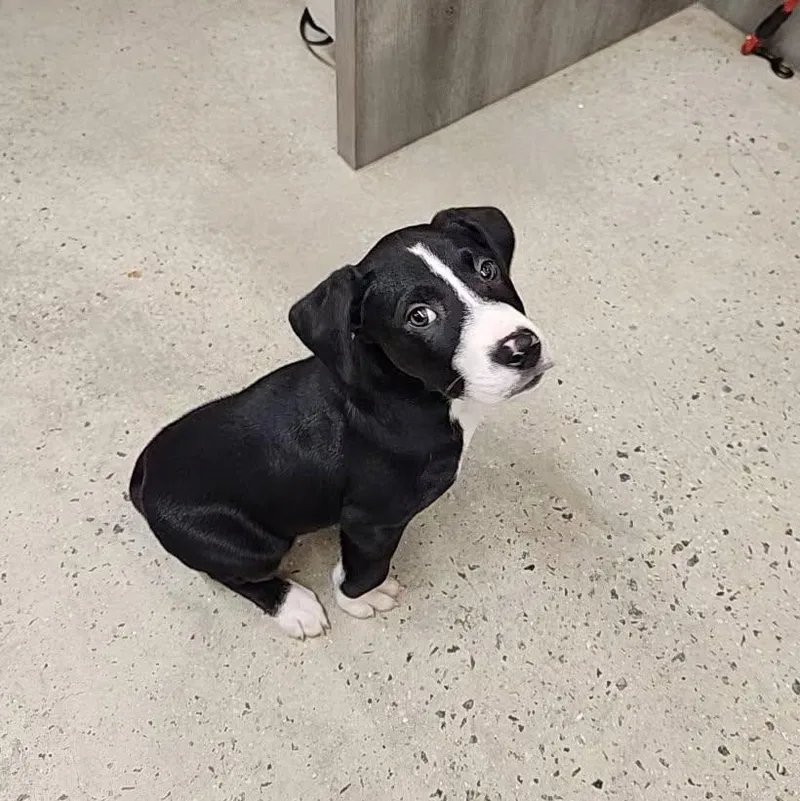 A baby medium-sized male Black Retriever dog named Gryphon for adoption in New Rochelle, NY