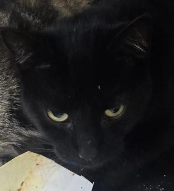 An adult large-sized male Domestic Short Hair cat named Big Kenny for adoption in Salisbury, MD