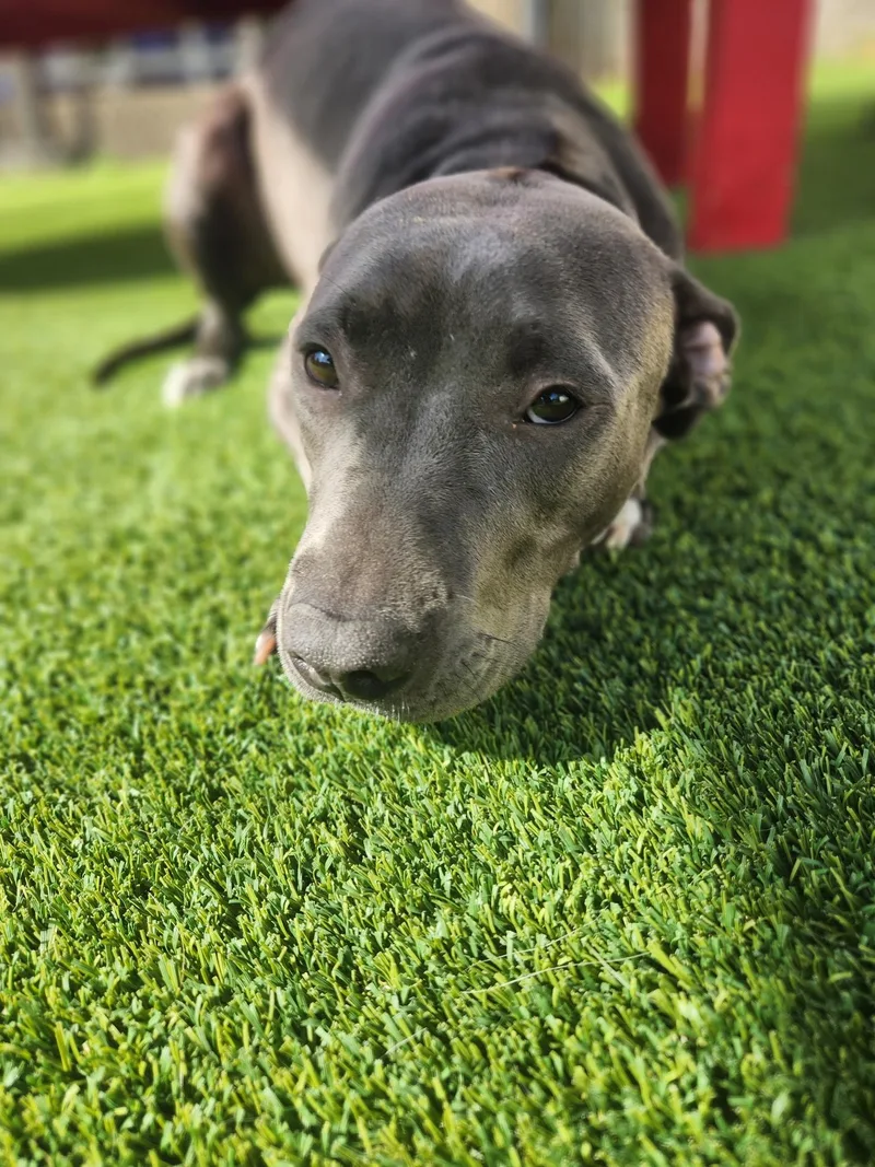 A young medium-sized female Gray / Blue / Silver Pit Bull Terrier dog named Moon for adoption in Allen, TX