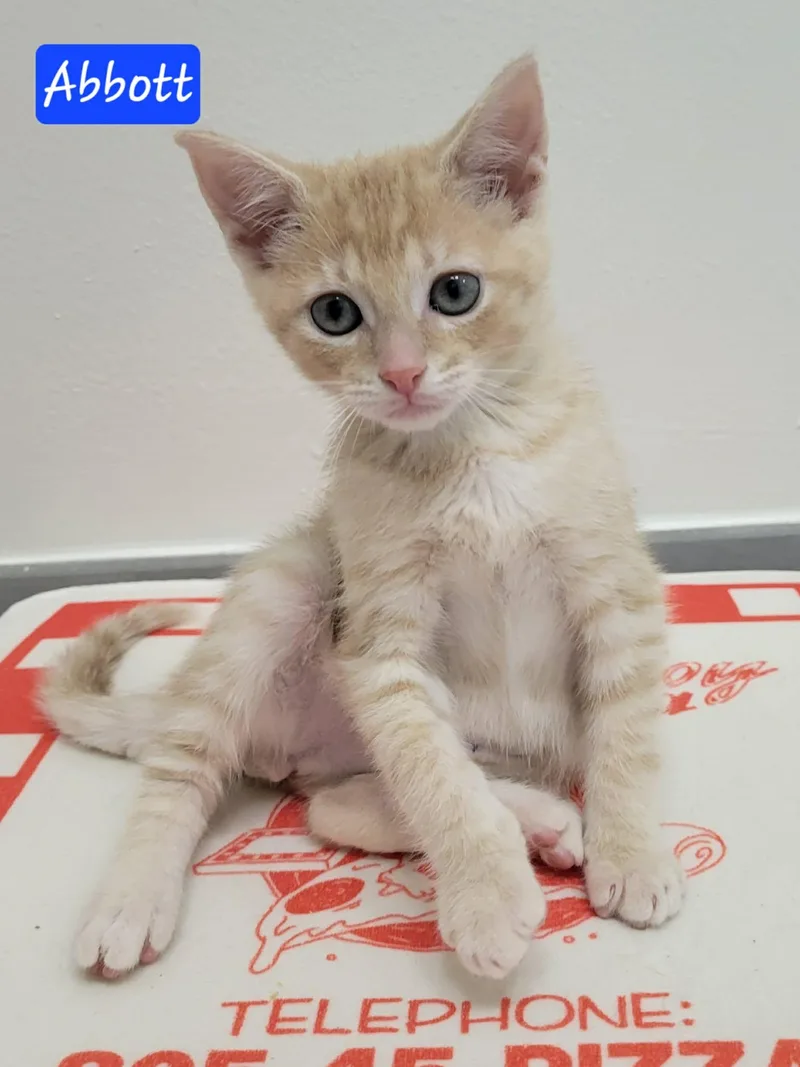 A baby medium-sized male Orange / Red Domestic Short Hair cat named Abbott for adoption in LaPlace, LA