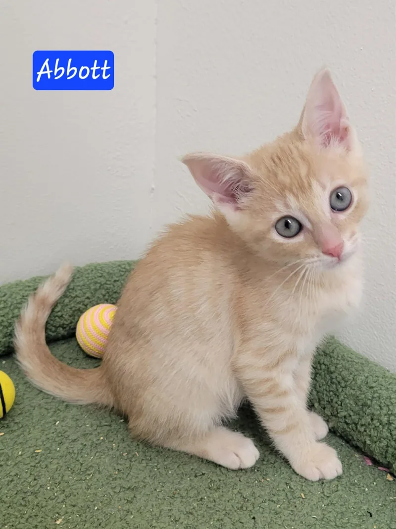 Abbott thumbnail 4