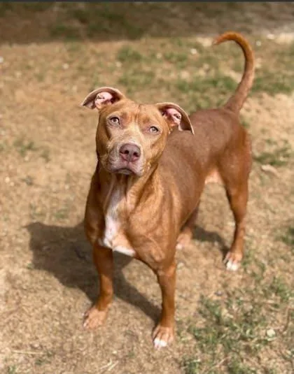 An adult medium-sized female Mixed Breed dog named Lola barks for adoption in Atlanta, GA