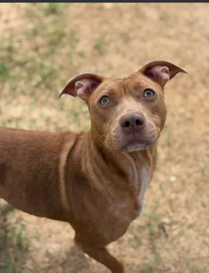 Lola barks thumbnail 2