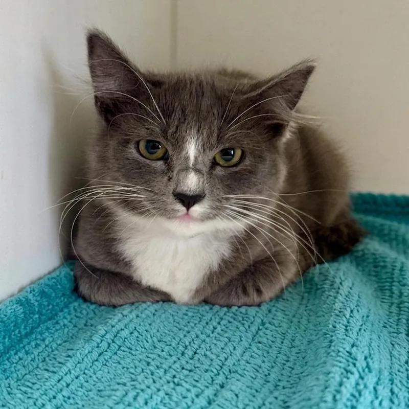 A baby small-sized female Gray / Blue / Silver Domestic Medium Hair cat named Uber for adoption in Hawthorne, CA