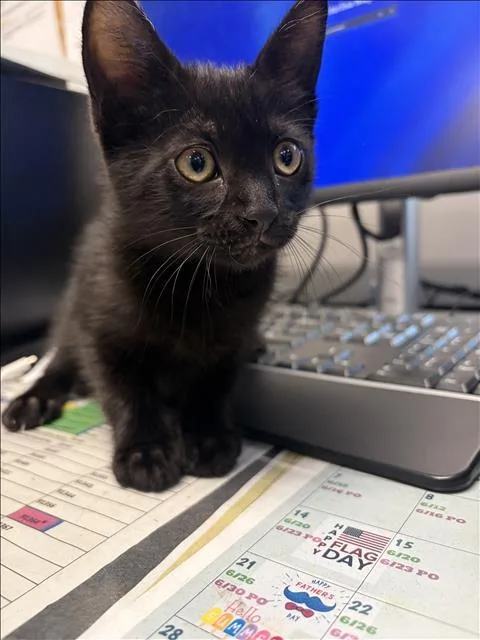 A baby small-sized male Domestic Short Hair cat named Goliath for adoption in Los Angeles, CA