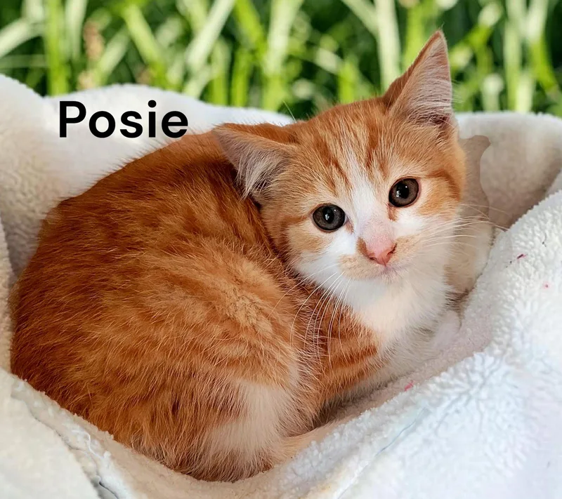 A baby medium-sized female Tabby cat named Posie for adoption in Weems, VA