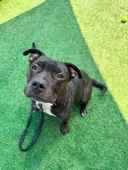 An adult large-sized male Black Pit Bull Terrier dog named Kieran for adoption in Kansas City, MO