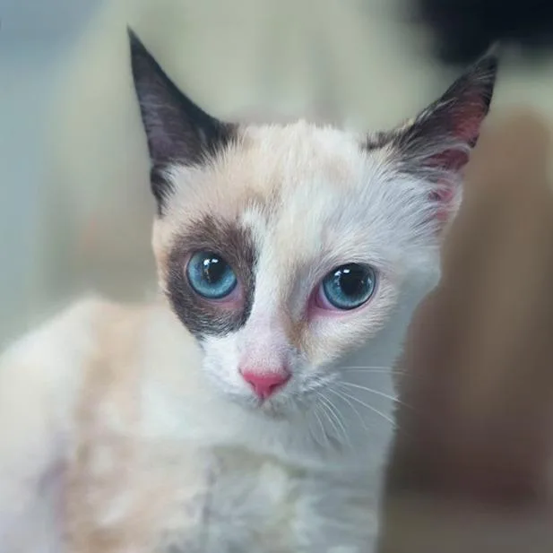A baby small-sized female White Domestic Short Hair cat named Ginny for adoption in Chapel Hill, NC