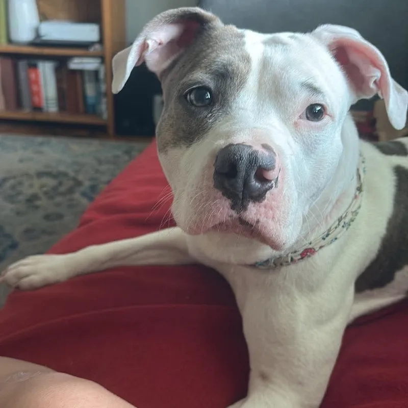 An adult medium-sized female White / Cream Pit Bull Terrier dog named Hazeltine for adoption in Springfield, MO