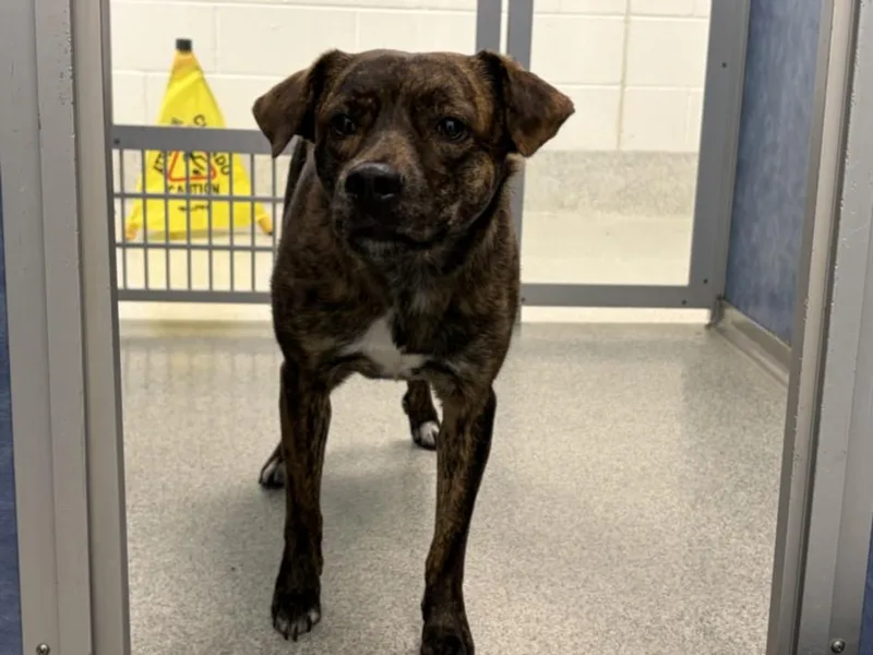 A young medium-sized female Labrador Retriever dog named Emerald for adoption in Loveland, CO
