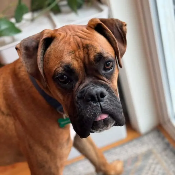 A young large-sized male Brindle Boxer dog named Tyson for adoption in McMinnville, OR