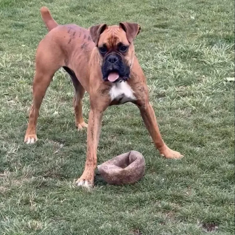 Tyson thumbnail 2