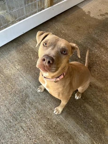 An adult medium-sized female American Staffordshire Terrier dog named Laura for adoption in Denison, TX