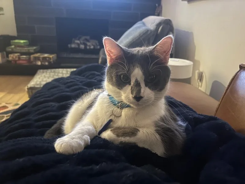 An adult medium-sized male Domestic Short Hair cat named Wedgie for adoption in Salt Lake City, UT