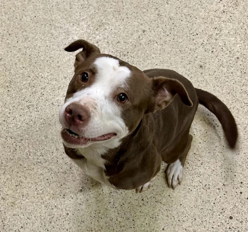 An adult medium-sized female Terrier dog named Zyla for adoption in Muncie, IN