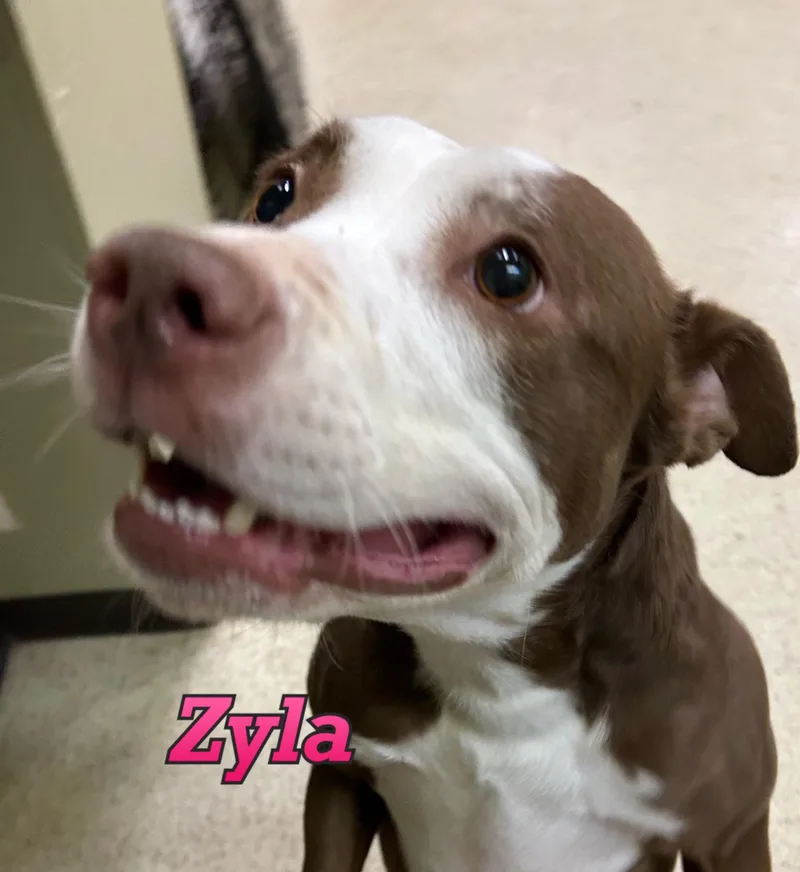 Zyla thumbnail 3