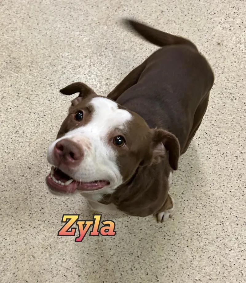 Zyla thumbnail 4