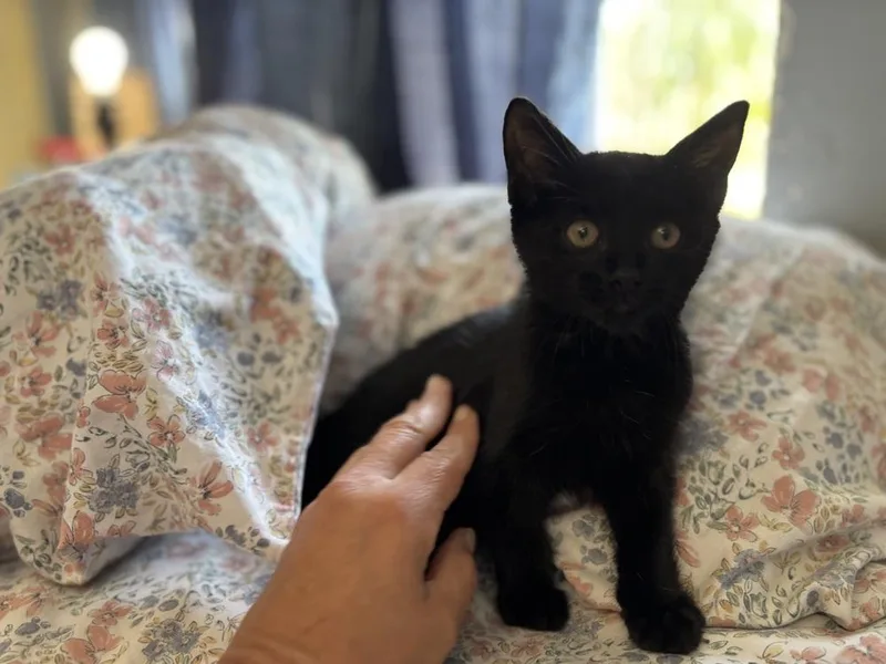 A baby small-sized male Black Domestic Short Hair cat named Nemo for adoption in Hudson, NH
