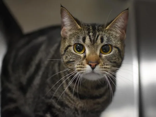 A young small-sized female Domestic Short Hair cat named Sunny for adoption in Portland, OR