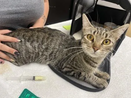 A young small-sized female Brown / Chocolate Domestic Short Hair cat named Alithea for adoption in Sacramento, CA