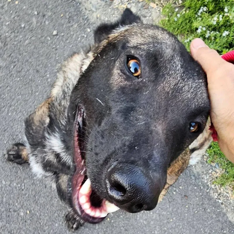 A young large-sized male Tricolor (Brown, Black, & White) Belgian Shepherd / Malinois dog named French Fry for adoption in Pine Mountain Club, CA