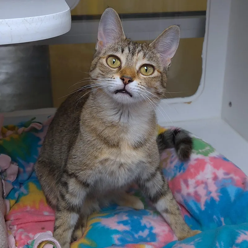 Starling thumbnail 2