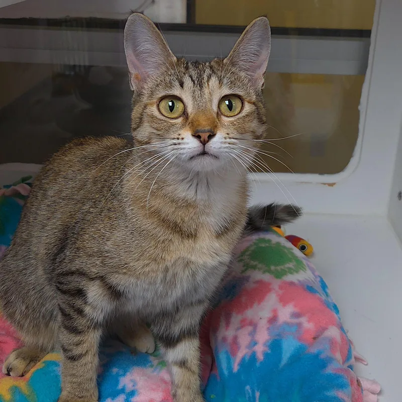 Starling thumbnail 3