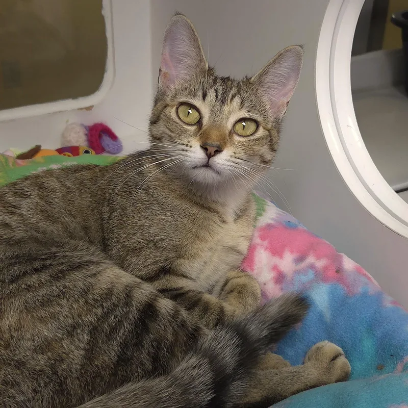 Starling thumbnail 4