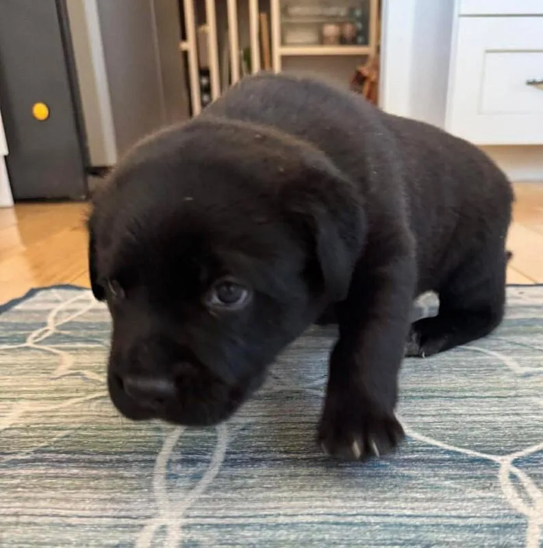 Walter Jr thumbnail 3