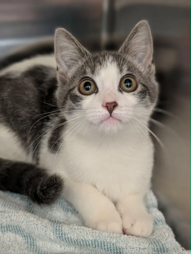 A baby medium-sized female Gray & White Domestic Short Hair cat named Gloria for adoption in Chambersburg, PA