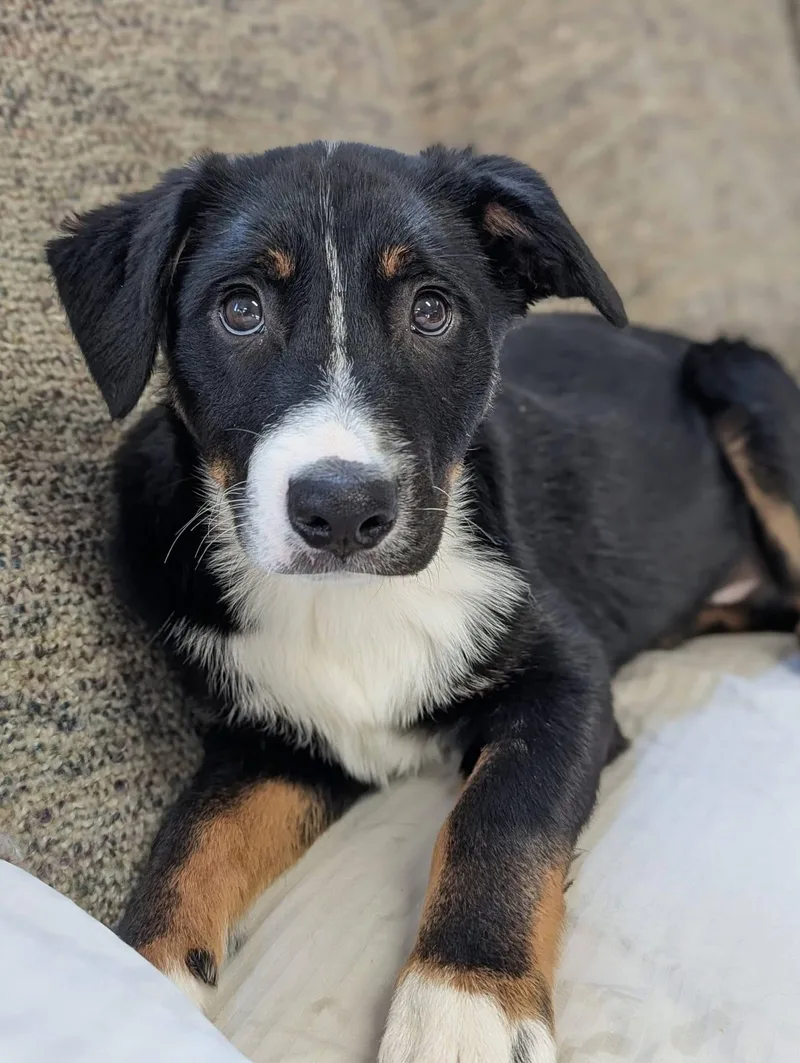 Dragonfly thumbnail 2