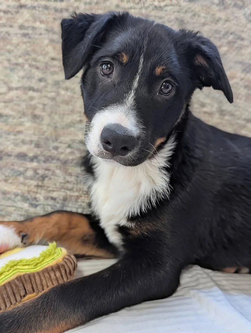 Dragonfly thumbnail 3