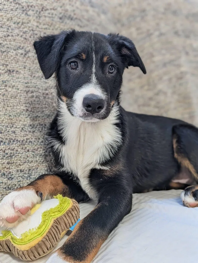 Dragonfly thumbnail 4