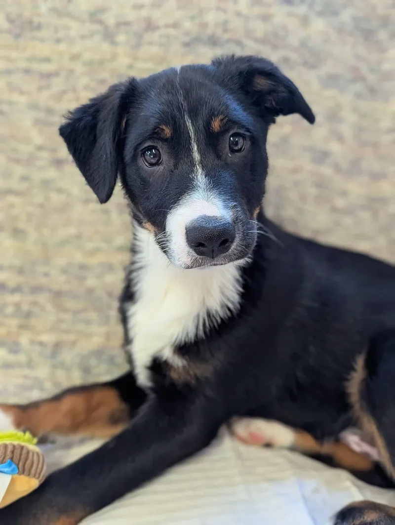 Dragonfly thumbnail 5