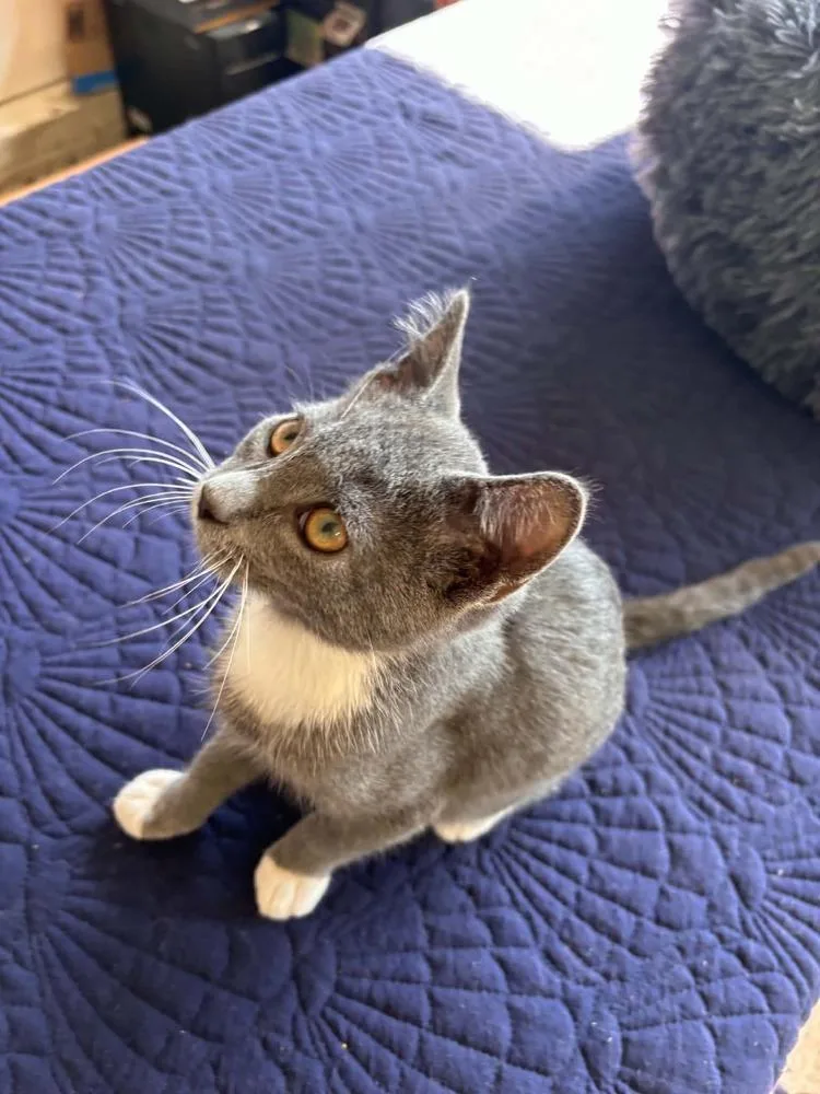 A baby small-sized male Gray & White Domestic Short Hair cat named Dakota for adoption in Mishawaka, IN